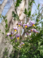 Solanum alphonsei