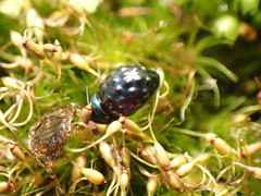 Notolioon gemmatus