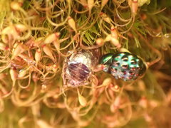 Notolioon gemmatus