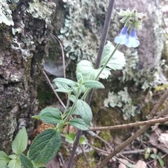 Salvia helianthemifolia