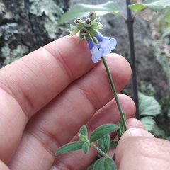 Salvia helianthemifolia