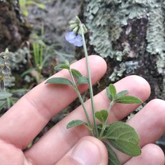 Salvia helianthemifolia