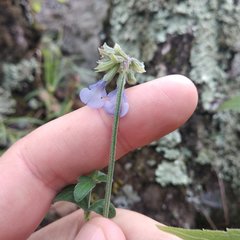 Salvia helianthemifolia