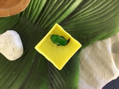 Ischiopsopha wallacei