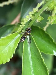 Ropalidia timida