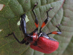 Apoderus jekelii