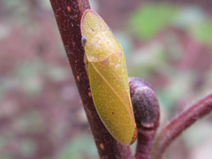 Petalocephala manchurica
