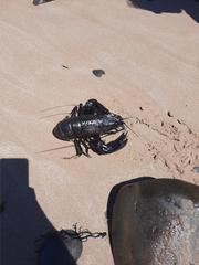 Cherax cainii