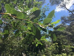 Pomaderris hamiltonii