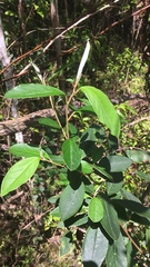 Pomaderris hamiltonii