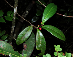 Ficus oleifolia
