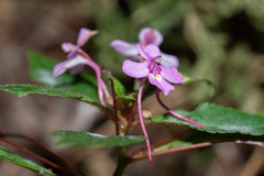Impatiens aureliana