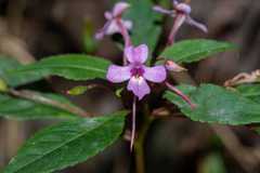 Impatiens aureliana
