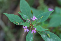 Impatiens aureliana
