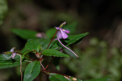 Impatiens aureliana