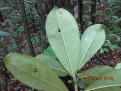 Ficus obtusifolia