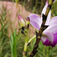 Homotrigona apicalis
