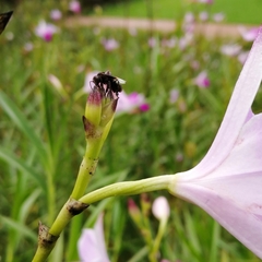 Homotrigona apicalis