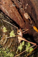 Pachyrhamma acanthocerum