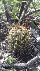 Ancistrocactus scheeri