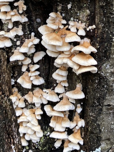 Plicatura crispa nuotrauka