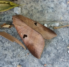 Thyas coronata