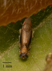 Scaphytopius majestus