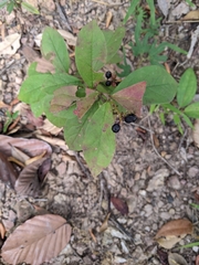 Antidesma sootepense