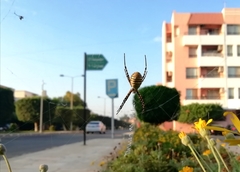 Argiope trifasciata