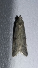 Vitula serratilineella
