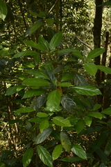 Epiprinus mallotiformis
