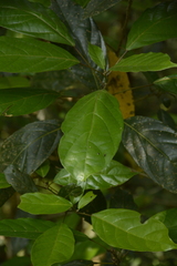 Epiprinus mallotiformis