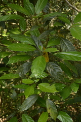 Epiprinus mallotiformis