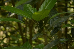 Epiprinus mallotiformis