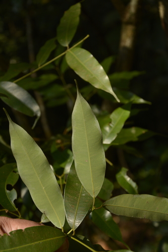 Image of Mesua ferrea by (c) Siddarth Machado, some rights reserved (CC BY)