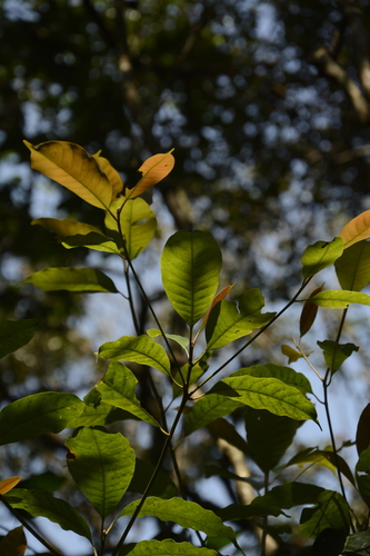 Palaquium ellipticum, photograph 4