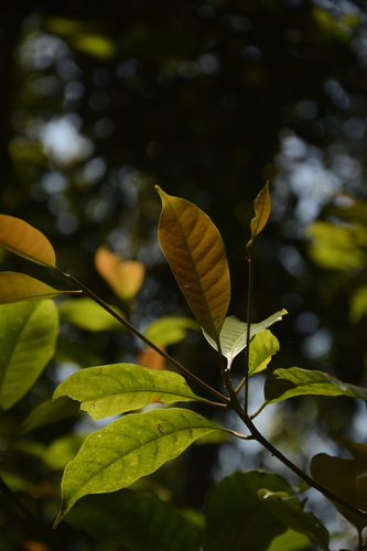 Palaquium ellipticum, photograph 5