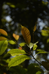 Palaquium ellipticum