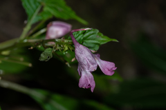 Impatiens bannaensis