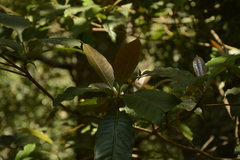 Palaquium ellipticum