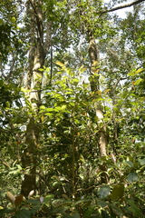 Palaquium ellipticum