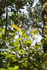 Palaquium ellipticum