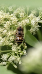 Eristalinus arvorum