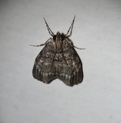 Stericta concisella