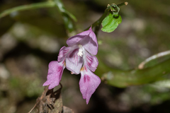 Impatiens bannaensis