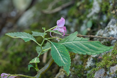 Impatiens bannaensis