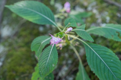 Impatiens bannaensis