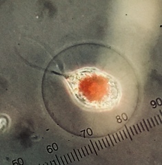 Haematococcus
