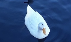 Anas platyrhynchos domesticus