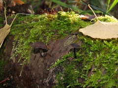 Hydropus atramentosus